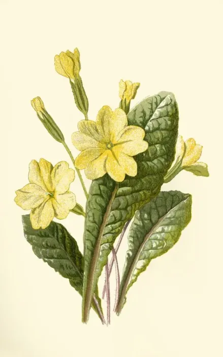 Framed Print : Primrose, 1877. Creator: Frederick Edward Hulme Framed Print : Primrose, 1877. Creator: Frederick Edward Hulme