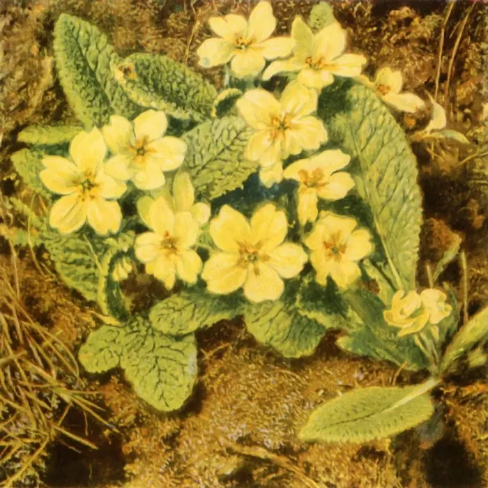 Framed Print : Primroses, 1840s, (1944). Creator: William Henry Hunt Framed Print : Primroses, 1840s, (1944). Creator: William Henry Hunt