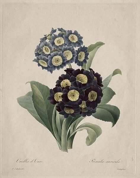 Primula auricula, 1827. Creator: Henry Joseph Redoute (French, 1766-1853)