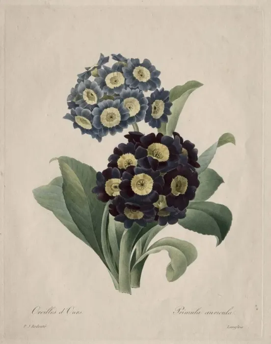 Framed Print : Primula auricula, 1827. Creator: Henry Joseph Redoute (French, 1766-1853) Framed Print : Primula auricula, 1827. Creator: Henry Joseph Redoute (French, 1766-1853)
