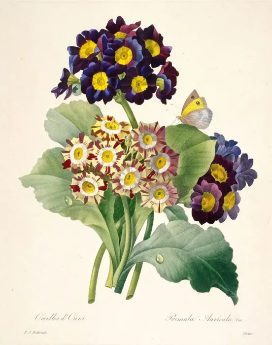 Framed Print : Primula auricula (Primroses), 1827. Creator: Redoute, Pierre-Joseph (1759-1840) Framed Print : Primula auricula (Primroses), 1827. Creator: Redoute, Pierre-Joseph (1759-1840)