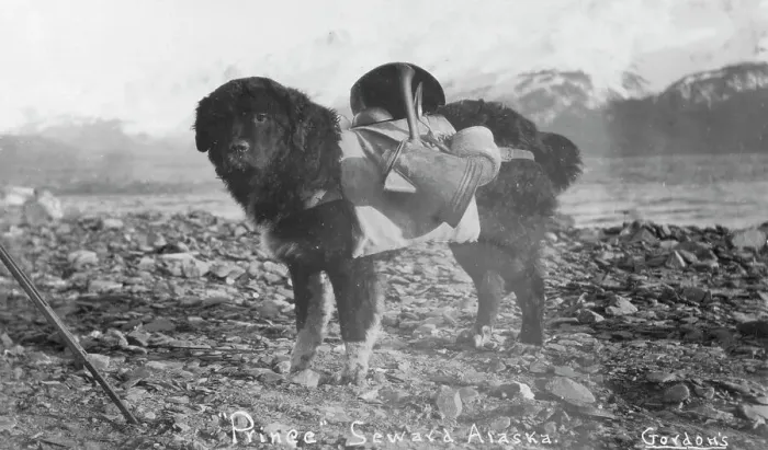 Framed Print : Prince, an Alaskan dog, carrying utensils on his back, between c1900 and c1930. Creator: Unknown Framed Print : Prince, an Alaskan dog, carrying utensils on his back, between c1900 and c1930. Creator: Unknown