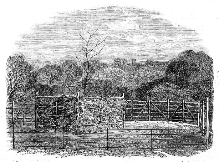 Framed Print : The Prince Consort's Oak, planted by Her Majesty in the Flemish farm, near Windsor... 1862. Creator: Unknown. The Prince Consort's Oak, planted by Her Majesty in the Flemish farm, near Windsor... 1862. Creator: Unknown Framed Print : The Prince Consort's Oak, planted by Her Majesty in the Flemish farm, near Windsor... 1862. Creator: Unknown. The Prince Consort's Oak, planted by Her Majesty in the Flemish farm, near Windsor... 1862. Creator: Unknown