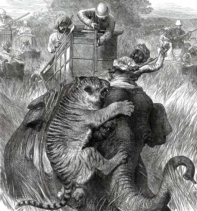 Framed Print : The Prince of Wales in the Nepaul Terai: Colonel Sir Arthur Ellis...with a Tiger...1876. Creator: Unknown Framed Print : The Prince of Wales in the Nepaul Terai: Colonel Sir Arthur Ellis...with a Tiger...1876. Creator: Unknown
