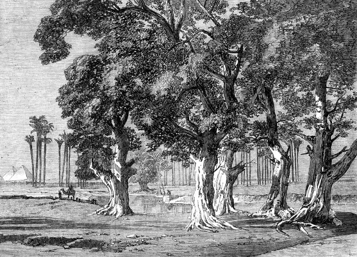 Framed Print : The Prince of Wales Visit to Egypt: Djizeh - from a drawing by Frank Dillon, 1862. Creator: Unknown Framed Print : The Prince of Wales Visit to Egypt: Djizeh - from a drawing by Frank Dillon, 1862. Creator: Unknown