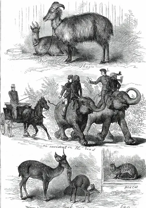 Framed Print : The Prince of Wales's Animals from India, 1876. Creator: J. G Framed Print : The Prince of Wales's Animals from India, 1876. Creator: J. G