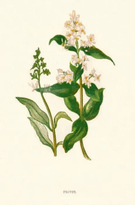 Framed Print : Privet, c1891, (1891). Artist: Anne Pratt Framed Print : Privet, c1891, (1891). Artist: Anne Pratt