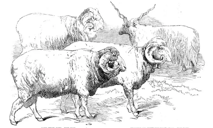 Framed Print : Prize Animals from the Cattle Show, at Paris, 1856. Creator: Unknown Framed Print : Prize Animals from the Cattle Show, at Paris, 1856. Creator: Unknown