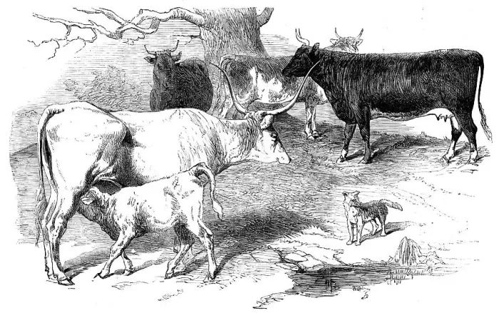 Framed Print : Prize Animals from the Cattle Show, at Paris, 1856. Creator: Unknown
