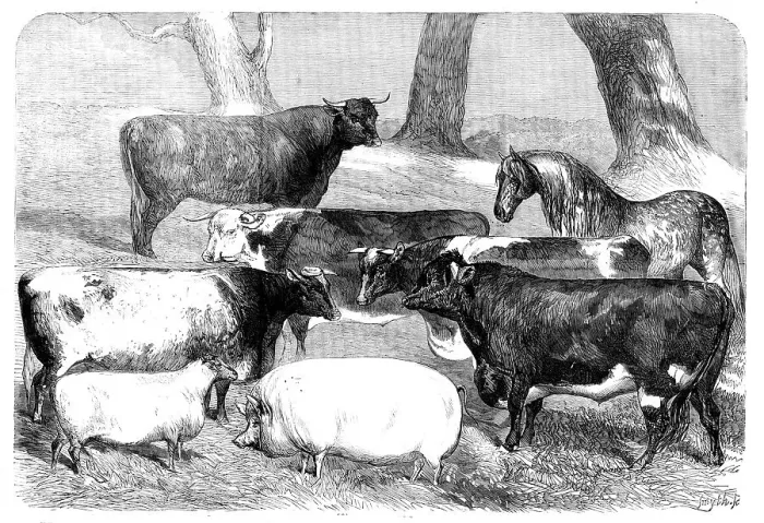 Framed Print : Prize Animals exhibited at the Meeting of the Royal Agricultural Society at Chester, 1858. Creator: Smyth Framed Print : Prize Animals exhibited at the Meeting of the Royal Agricultural Society at Chester, 1858. Creator: Smyth