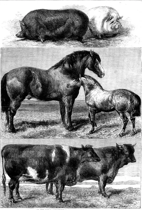 Framed Print : Prize animals from the Royal Agricultural Society's show in Battersea Park, 1862. Creator: Unknown Framed Print : Prize animals from the Royal Agricultural Society's show in Battersea Park, 1862. Creator: Unknown