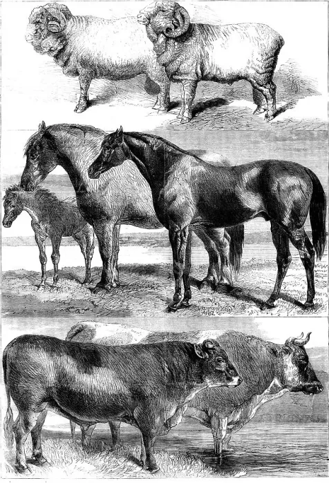 Framed Print : Prize animals from the Royal Agricultural Society's show in Battersea Park, 1862. Creator: Unknown Framed Print : Prize animals from the Royal Agricultural Society's show in Battersea Park, 1862. Creator: Unknown