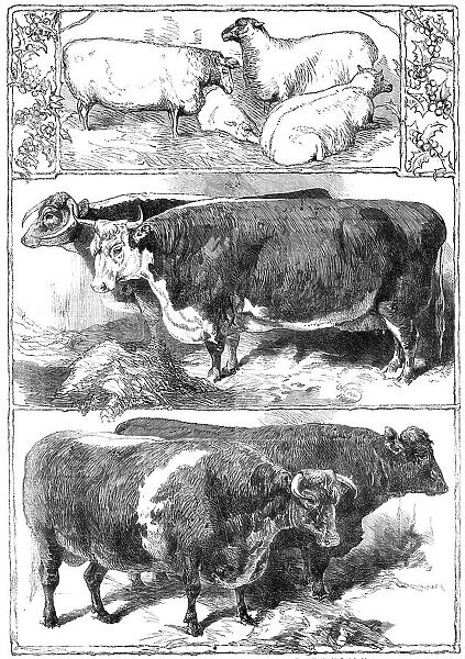 Prize animals of the Smithfield Club Cattle Show, 1860. Creator: Unknown