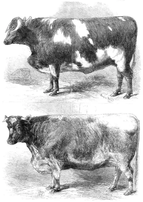 Framed Print : Prize animals at the Smithfield Club Cattle Show, 1864. Creator: Harrison Weir Framed Print : Prize animals at the Smithfield Club Cattle Show, 1864. Creator: Harrison Weir