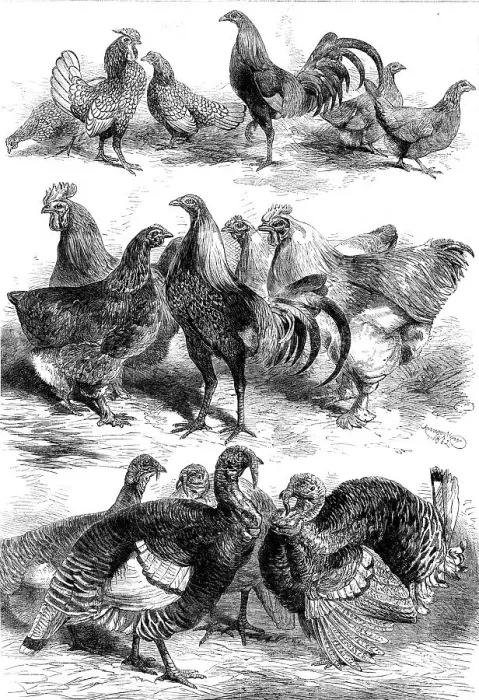 Framed Print : Prize birds at the Poultry and Pigeon Show recently held at Birmingham, 1862. Creator: Harrison Weir Framed Print : Prize birds at the Poultry and Pigeon Show recently held at Birmingham, 1862. Creator: Harrison Weir