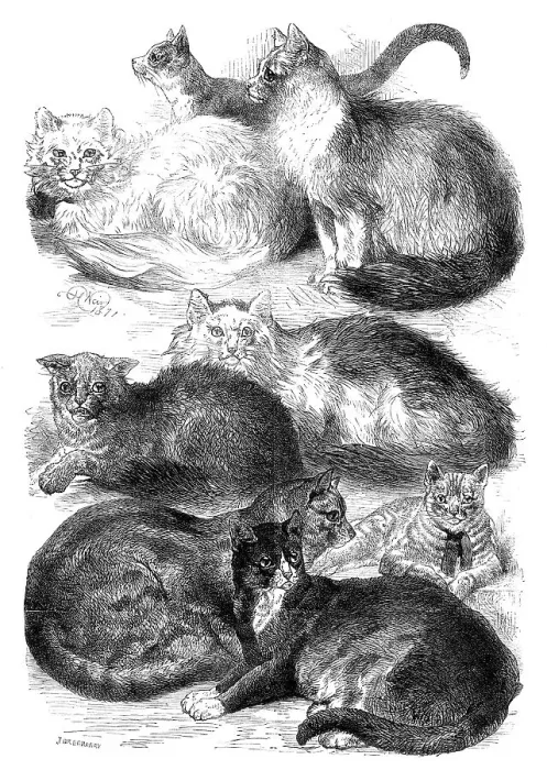 Framed Print : Prize Cats at the Crystal Palace Cat Show, 1871. Creator: J Greenaway Framed Print : Prize Cats at the Crystal Palace Cat Show, 1871. Creator: J Greenaway