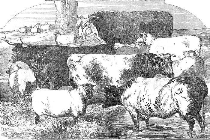 Framed Print : Prize Cattle, from the Exhibition of the Royal Agricultural Society, at Lincoln... 1854. Creator: Unknown Framed Print : Prize Cattle, from the Exhibition of the Royal Agricultural Society, at Lincoln... 1854. Creator: Unknown