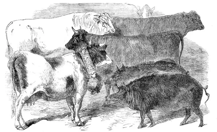 Framed Print : Prize Cattle and Pigs at the Paris Universal Agricultural Exhibition, 1856. Creator: Unknown Framed Print : Prize Cattle and Pigs at the Paris Universal Agricultural Exhibition, 1856. Creator: Unknown