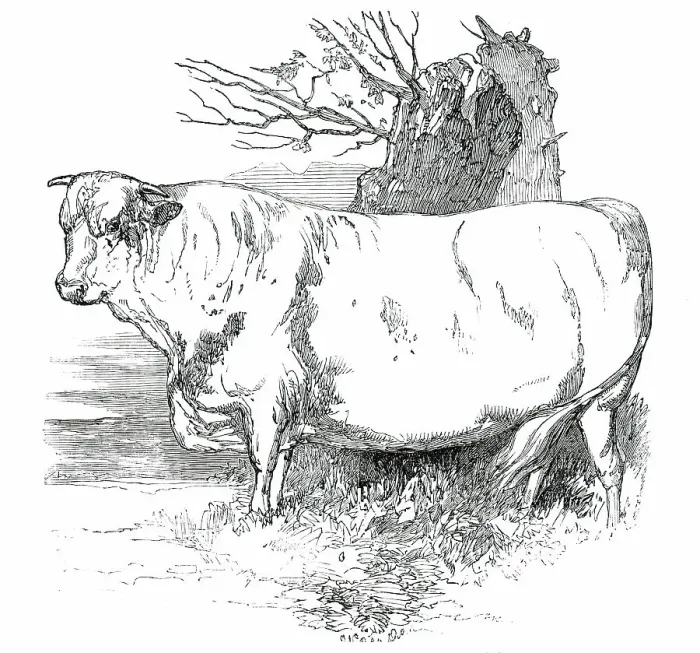 Framed Print : Prize Cattle at the Royal Agricultural Society's Show, at Exeter - Short-Horns - Class I. - First Pr Creator: Harrison Weir Framed Print : Prize Cattle at the Royal Agricultural Society's Show, at Exeter - Short-Horns - Class I. - First Pr Creator: Harrison Weir