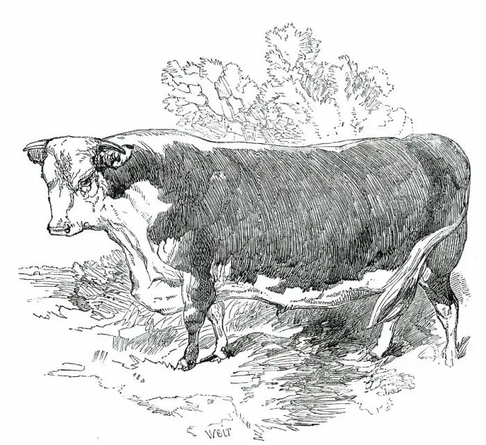 Framed Print : Prize Cattle at the Royal Agricultural Society's Show, at Exeter - Hereford - Class I. - First Prize Creator: Harrison Weir Framed Print : Prize Cattle at the Royal Agricultural Society's Show, at Exeter - Hereford - Class I. - First Prize Creator: Harrison Weir