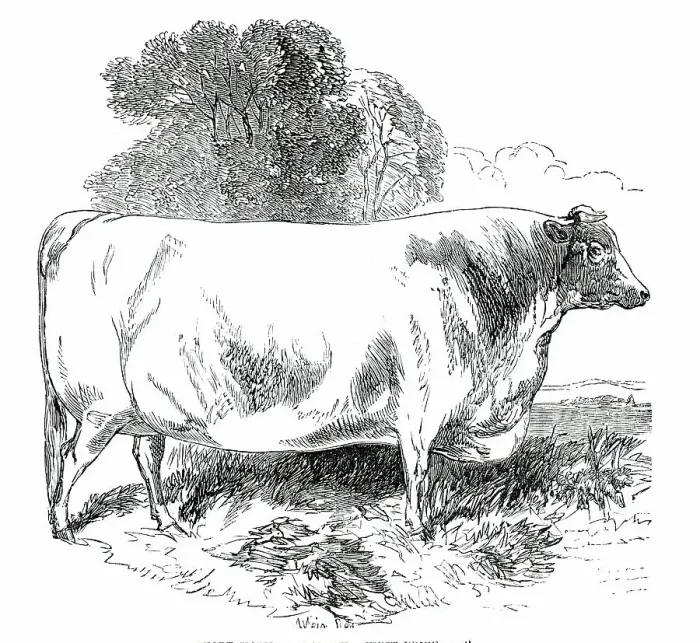 Framed Print : Prize Cattle at the Royal Agricultural Society's Show, at Exeter - Short-Horns - Class IV. - First P Creator: Harrison Weir Framed Print : Prize Cattle at the Royal Agricultural Society's Show, at Exeter - Short-Horns - Class IV. - First P Creator: Harrison Weir