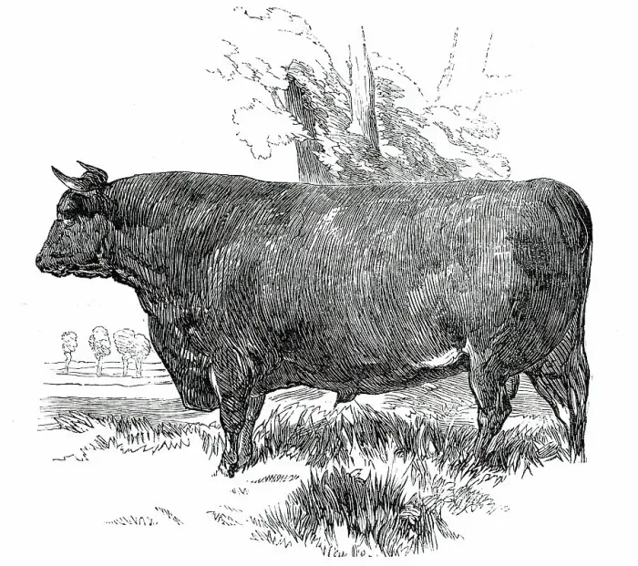 Framed Print : Prize Cattle at the Royal Agricultural Society's Show, at Exeter - Devon - Class I. - First Prize, £ Creator: Harrison Weir Framed Print : Prize Cattle at the Royal Agricultural Society's Show, at Exeter - Devon - Class I. - First Prize, £ Creator: Harrison Weir