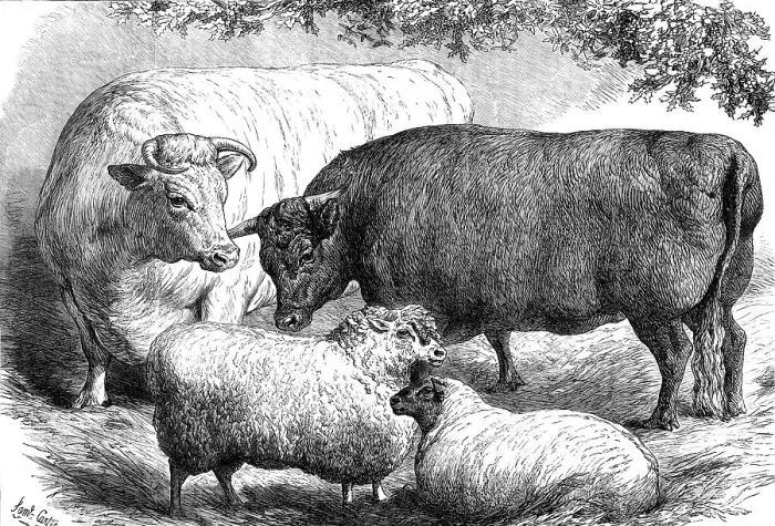 Framed Print : Prize cattle and sheep at the Smithfield Club Show, 1871. Creator: Unknown Framed Print : Prize cattle and sheep at the Smithfield Club Show, 1871. Creator: Unknown