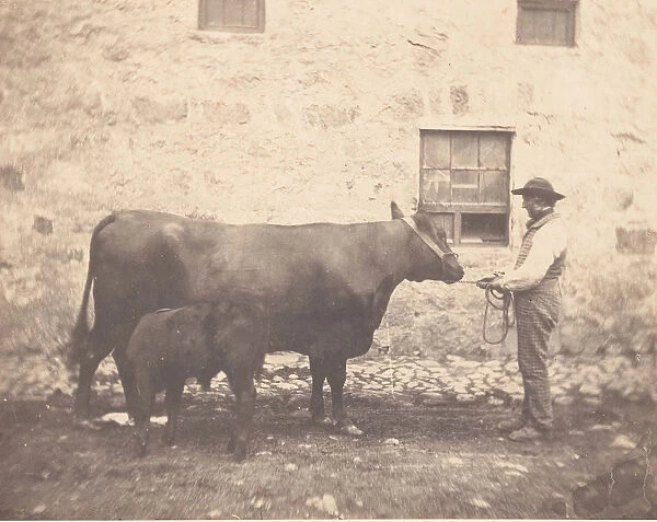 Prize Cow and Calf, ca. 1859. Creator: Horatio Ross