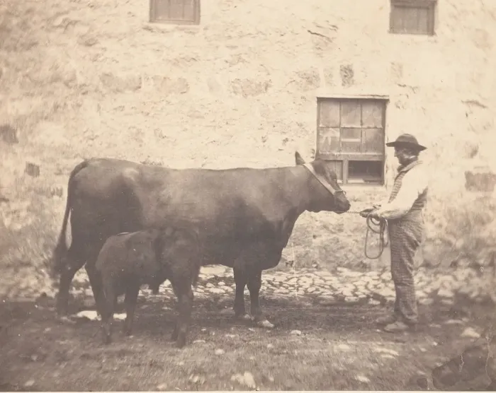 Framed Print : Prize Cow and Calf, ca. 1859. Creator: Horatio Ross Framed Print : Prize Cow and Calf, ca. 1859. Creator: Horatio Ross