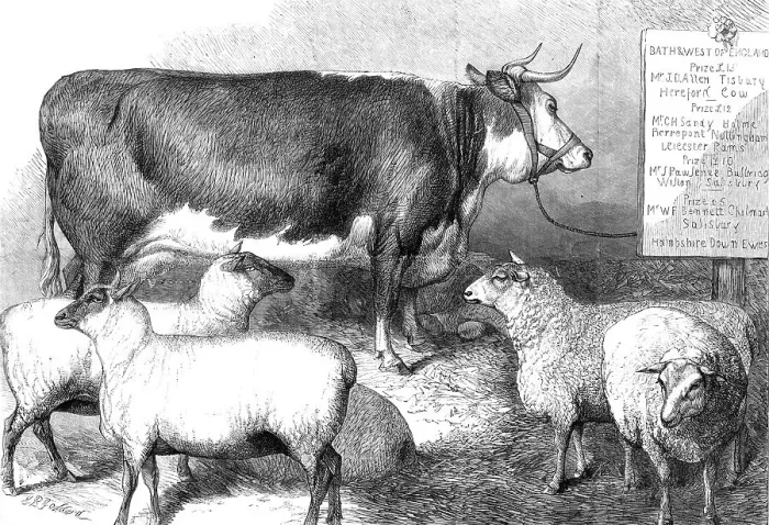 Framed Print : Prize cow and sheep at the Bath and West of England Agricultural Show, Southampton, 1869. Creator: Unknown Framed Print : Prize cow and sheep at the Bath and West of England Agricultural Show, Southampton, 1869. Creator: Unknown