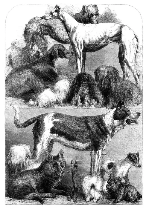 Framed Print : Prize dogs from the exhibition at the Agricultural Hall, Islington, 1862. Creator: Unknown Framed Print : Prize dogs from the exhibition at the Agricultural Hall, Islington, 1862. Creator: Unknown