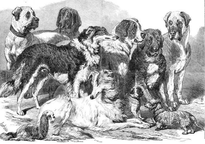 Framed Print : Prize dogs in the National Dog Show at Islington, 1869. Creator: Unknown Framed Print : Prize dogs in the National Dog Show at Islington, 1869. Creator: Unknown