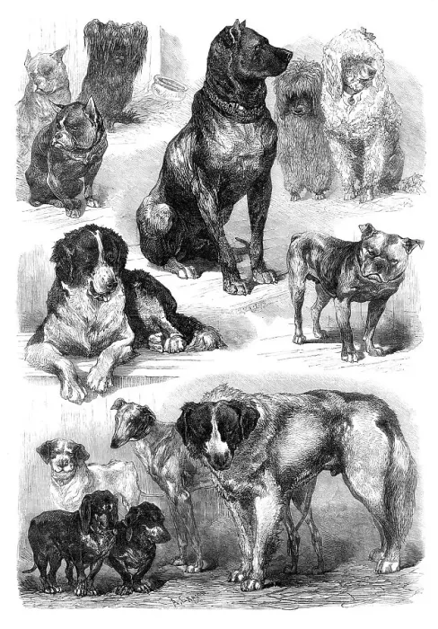 Framed Print : Prize dogs at the Paris Dog Show, 1870. Creator: Unknown Framed Print : Prize dogs at the Paris Dog Show, 1870. Creator: Unknown