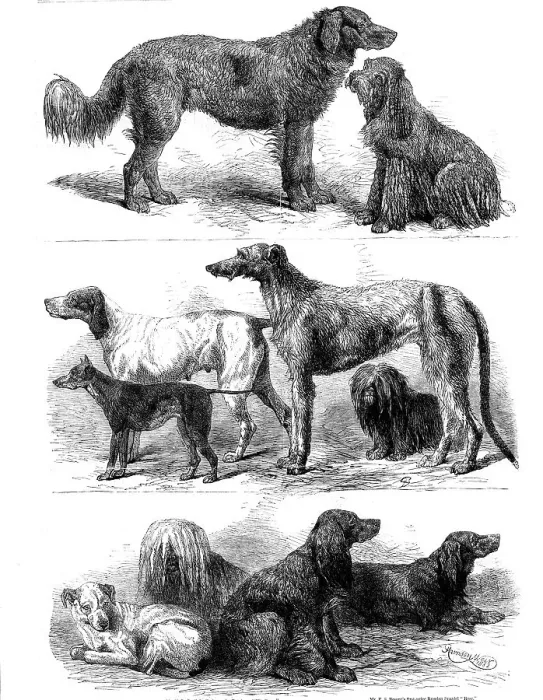 Framed Print : Prize dogs at the recent show, Birmingham, 1862. Creator: Harrison Weir Framed Print : Prize dogs at the recent show, Birmingham, 1862. Creator: Harrison Weir