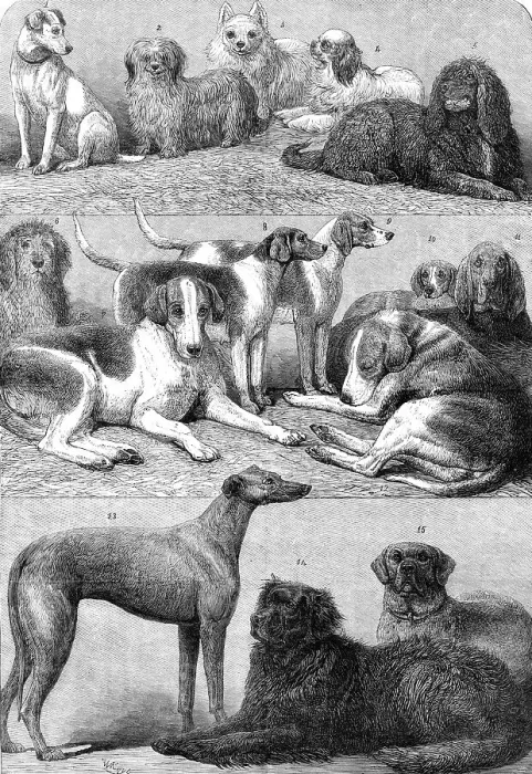 Framed Print : Prize dogs of the second International Dog Show at the Islington Agricultural Hall, 1864. Creator: Friedrich Wilhelm Keyl Framed Print : Prize dogs of the second International Dog Show at the Islington Agricultural Hall, 1864. Creator: Friedrich Wilhelm Keyl