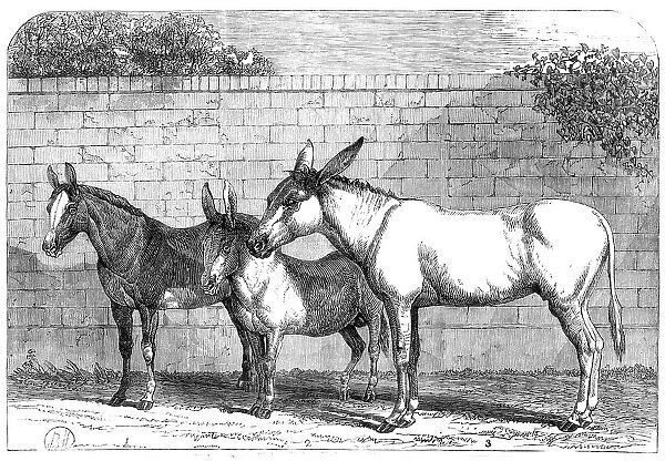 Prize donkeys and mule at the Show in the Agricultural Hall, Islington, 1864. Creator: Unknown