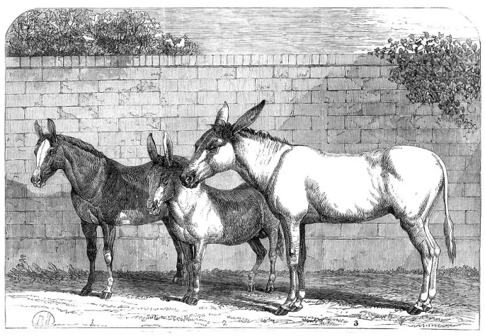 Framed Print : Prize donkeys and mule at the Show in the Agricultural Hall, Islington, 1864. Creator: Unknown Framed Print : Prize donkeys and mule at the Show in the Agricultural Hall, Islington, 1864. Creator: Unknown