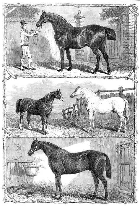 Framed Print : Prize horses at the Agricultural Hall, Islington, 1864. Creator: Unknown Framed Print : Prize horses at the Agricultural Hall, Islington, 1864. Creator: Unknown
