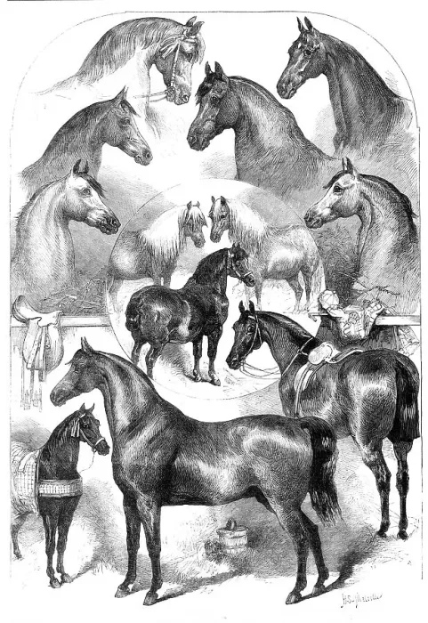 Framed Print : Prize horses at the Horse Show in the Agricultural Hall, Islington, 1865. Creator: Unknown Framed Print : Prize horses at the Horse Show in the Agricultural Hall, Islington, 1865. Creator: Unknown