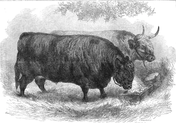 Framed Print : Prize oxen at the Smithfield Club Cattle Show, 1872. Creator: John Greenaway Framed Print : Prize oxen at the Smithfield Club Cattle Show, 1872. Creator: John Greenaway