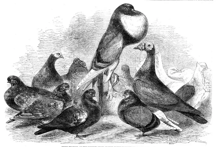 Framed Print : Prize Pigeons at the recent show of the Halifax Fancy Pigeon Association, 1862. Creator: Harrison Weir Framed Print : Prize Pigeons at the recent show of the Halifax Fancy Pigeon Association, 1862. Creator: Harrison Weir