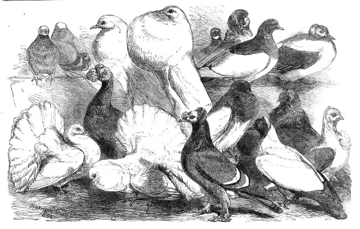 Framed Print : Prize pigeons at the show of the Philo-Peristeron Society, recently held in Freemasons Hall, 1864. Creator: Unknown Framed Print : Prize pigeons at the show of the Philo-Peristeron Society, recently held in Freemasons Hall, 1864. Creator: Unknown