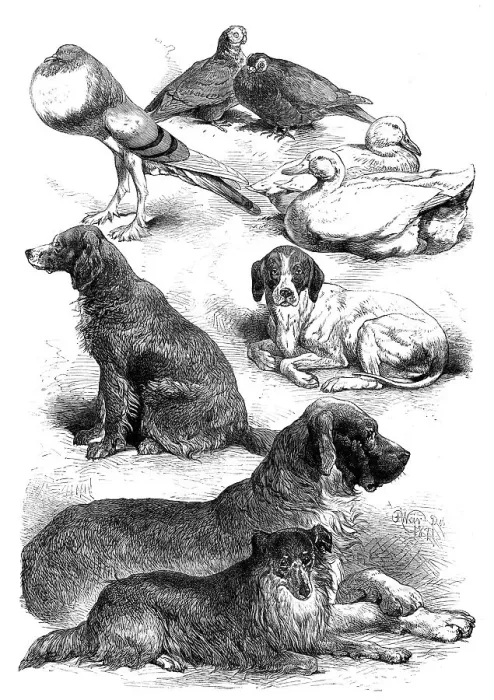 Framed Print : Prize poultry and dogs at the Birmingham Show, 1871. Creator: Unknown Framed Print : Prize poultry and dogs at the Birmingham Show, 1871. Creator: Unknown