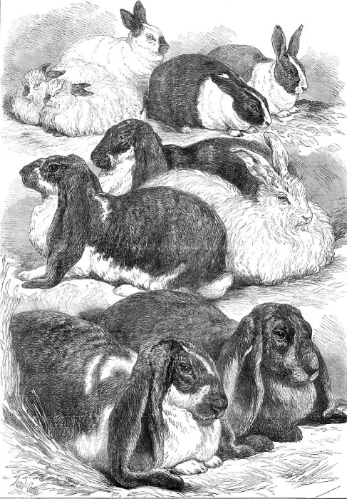 Framed Print : Prize rabbits at the Crystal Palace Show, 1872. Creator: Unknown Framed Print : Prize rabbits at the Crystal Palace Show, 1872. Creator: Unknown