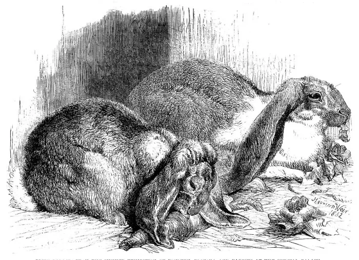 Framed Print : Prize rabbits from the...exhibition of poultry, pigeons, and rabbits at the Crystal Palace, 1862. Creator: Harrison Weir Framed Print : Prize rabbits from the...exhibition of poultry, pigeons, and rabbits at the Crystal Palace, 1862. Creator: Harrison Weir
