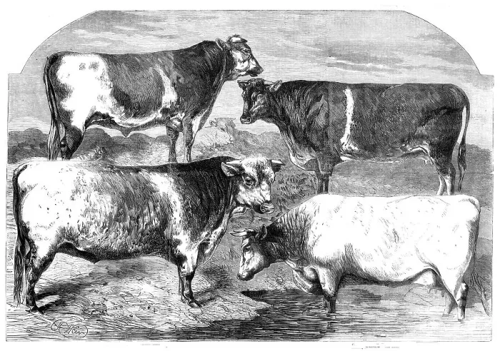Framed Print : Prize Shorthorns at the Royal Agricultural Society's show, Canterbury, 1860. Creator: Harrison Weir Framed Print : Prize Shorthorns at the Royal Agricultural Society's show, Canterbury, 1860. Creator: Harrison Weir