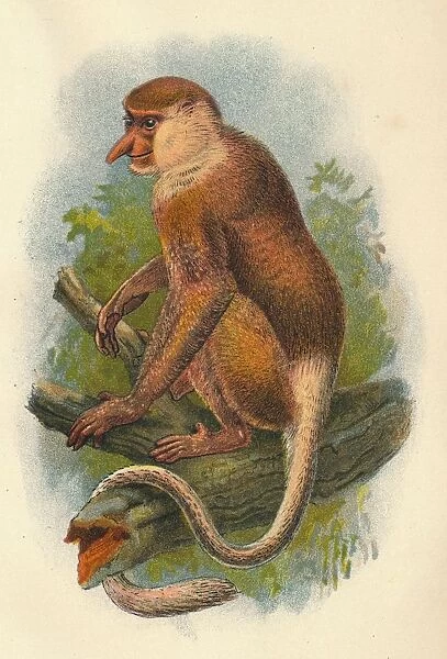 The Proboscis Monkey, 1897. Artist: Henry Ogg Forbes