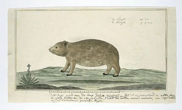 Procavia capensis (Rock hyrax or dassie), 1777-1786. Creator: Robert Jacob Gordon