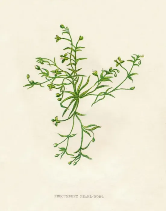 Framed Print : Procumbent Pearl-Wort, c1891, (1891). Artist: Anne Pratt Framed Print : Procumbent Pearl-Wort, c1891, (1891). Artist: Anne Pratt