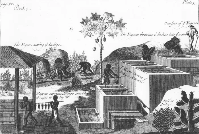 Framed Print : Producing indigo dye with slave labour: West Indies or Central America, 1725 Framed Print : Producing indigo dye with slave labour: West Indies or Central America, 1725
